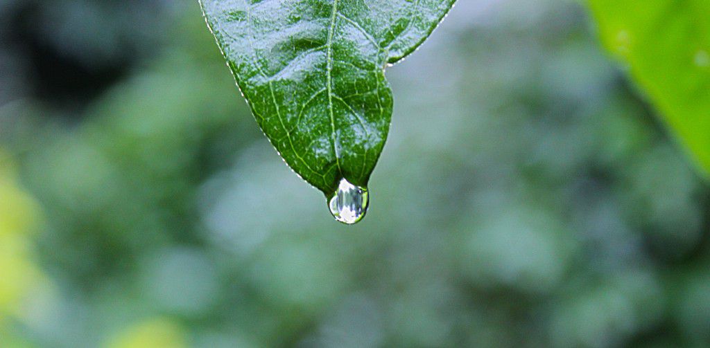 water drop