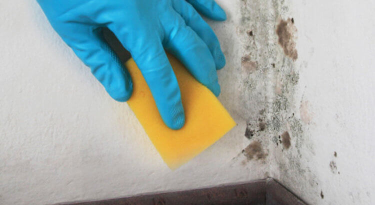 3 Reasons Why You Should Never Use Bleach To Clean Mold Mold Blogger
