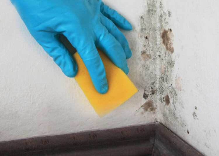 Use Bleach To Clean Mold, Does Bleach Kill Mold In Basement
