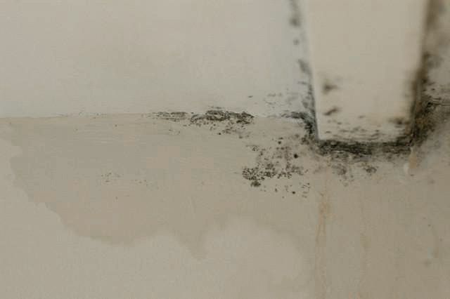mold in common areas