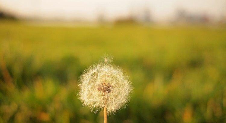 dandelion image